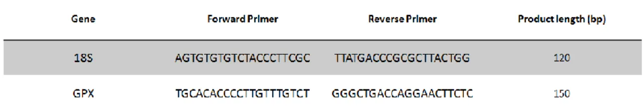 Figure 11 – Agarose gel from PCR reaction detected under UV light  Table 1 – Nucleotide sequences of PCR primers used for semi-quantitative RT-PCR