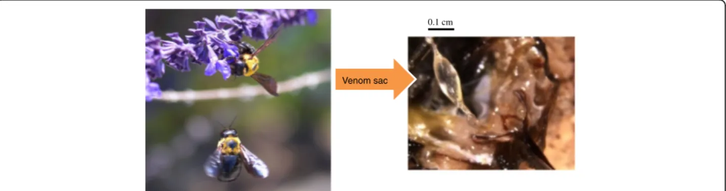 Fig. 1 Xylocopa appendiculate and its venom sac. The adults are approximately 20-25 mm in length, The image of Xylocopa appendiculate is kindly provided by Professor Hideharu Numata (Graduate School of Science, Kyoto University)