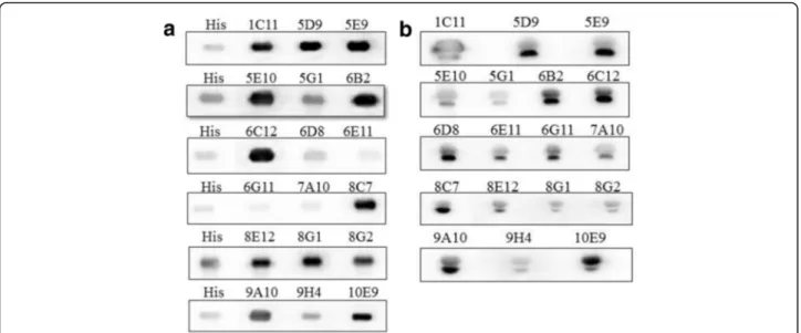 Fig. 3 Western blot analysis of the culture supernatant of 18 IgG positive hybridoma clones