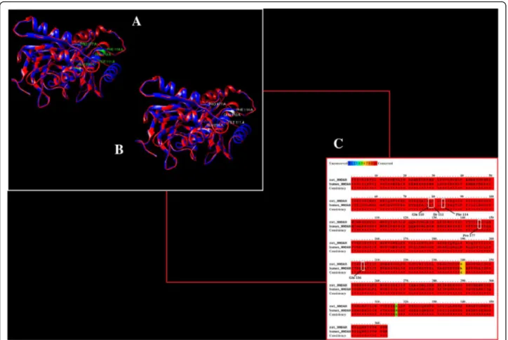 Fig. 3 a NMDAR in humans (red) active residues highlighted in green. b NMDAR in rats (blue) residues aligned with residues of NMDAR in humans highlighted in white