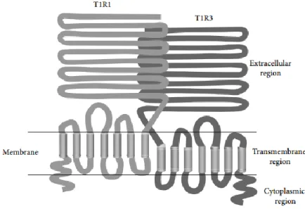 Figure 1.16 Schematic structure of T1R1-T1R3 heterodimer [69]. 