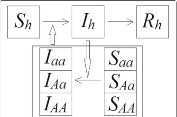 Fig. 2 Scheme of the SIRSI model considering genetics aspects of the vector. AA, Aa and aa mean dominant homozygotes, heterozygotes and recessive homozygotes, respectively, for the Susceptible (S) and Infected (I) mosquito populations