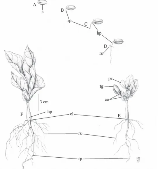 Figure 3. Germination of Annona crassiflora. (A – D) initial phase; (E – F) details of the seedling