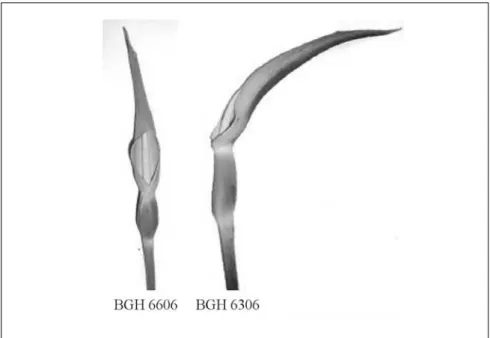 Figura 2. Formato da espata na antese masculina: encapuchada (BGH 6606) e aplanada (BGH 6306)