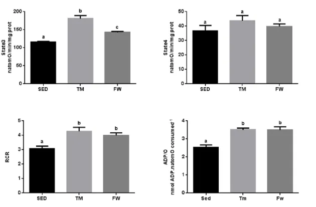 Figure  4.  Effect  of  exercise  on  brain  mitochondrial  respiration.  Data  are  means±SEM  for  brain  mitochondria  (0.8  mg/mL  protein)  obtained  from  different  mitochondrial preparations for each experimental group