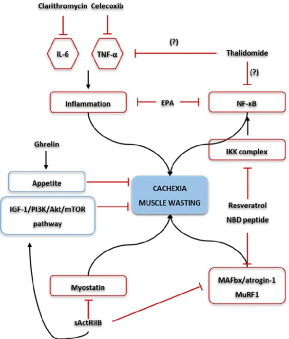Figure  3.  Possible  therapeutic  approaches  for  cachexia  and  muscle  wasting.  Ghrelin  administration  increases appetite and muscle mass