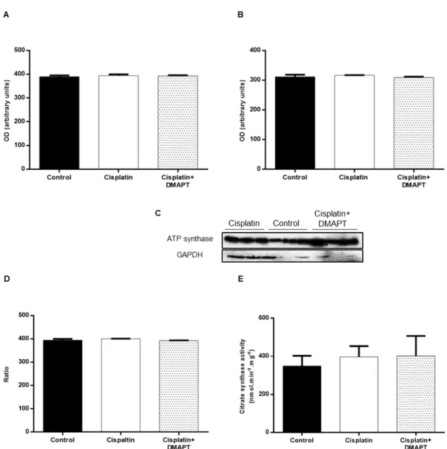 Figure  6.  Effect  of  cisplatin  or  cisplatin  plus  DMAPT  administration  on  the  muscle  expressions  of  (A)  ATP  synthase and (B) GAPDH