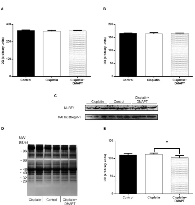 Figure 8. Effect of cisplatin or cisplatin plus DMAPT administration on the muscle expression of (A) MuRF1 and  (B)  MAFbx/atrogin-1