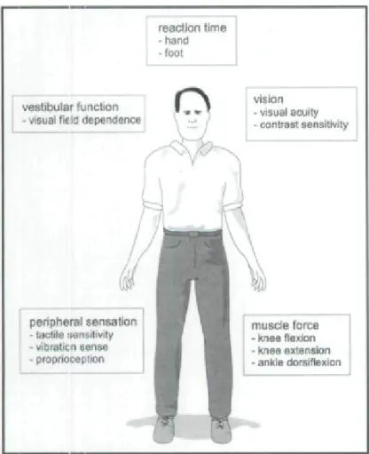 Figure  1: Systems  involved  in  the  maintenance  of  postural  stability  (Lord,  S.,  Menz  H.,  Tiedemann, A, 2003) 
