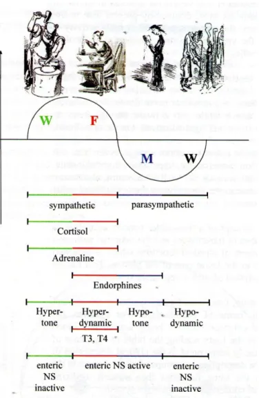 Figure  3  –  Western  physiological  description  of  a  vegetative  sinus  wave  (Greten  HJ,  2010) 