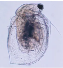 Figura 1. Cladócero tropical Ceriodaphnia silvestrii, organismo utilizado nos testes de toxicidade do presente  estudo.(Fonte: https://species.wikimedia.org/wiki/File:Ceriodaphnia_silvestrii_01.jpg) 