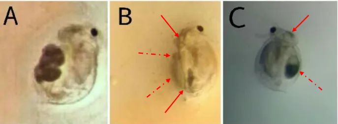 Fig. 3. Ceriodaphnia silvestrii em grupo controle (A), e exposta a concentrações de 0,1 mg L -1  (B) e 0,025  mg  L -1   (C)  de  NP-ZnO  ao  3º  dia  do  teste  de  toxicidade  crônica