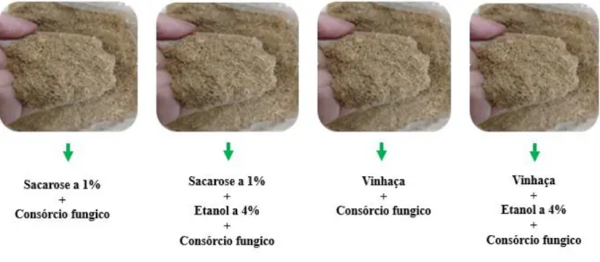Figura 3. Bagaço de cana-de-açúcar como suporte sólido impregnado com diferentes soluções  impregnantes e aplicação do consorcio microbiano de Aspergillus niger e Trichoderma reesei