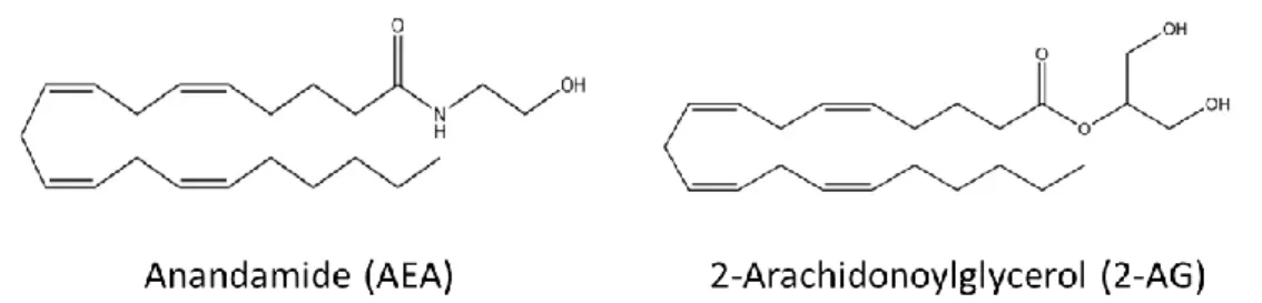 Figure  1  –  The  chemical  structures  of  the  major  endocannabinoids.  AEA  and  2-AG  have  different  biosynthetic  pathways,  although  both  are  produced  on  demand  by  cleavage  of  membrane  phospholipds  precursors 
