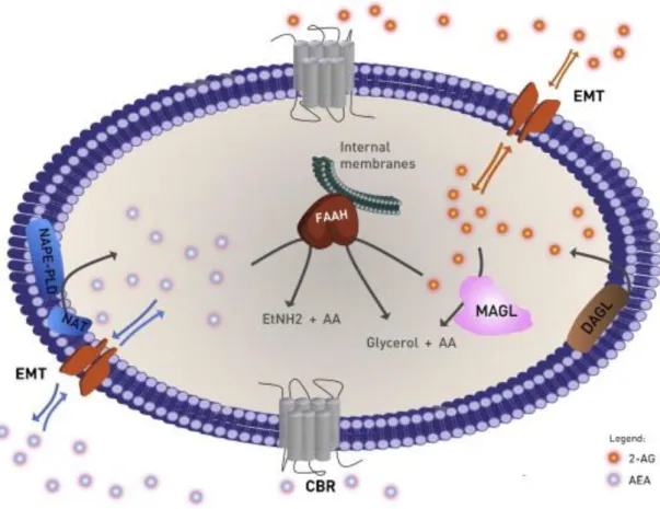 Figure  2 – The  components  of  the  endocannabinoids  system. The biosynthesis of AEA (blue circles), is  catalysed  by  NAT  followed  by  NAPE-PLD,  and  the  biosynthesis  of  2-AG  (orange  circles)  occurs  through  DAGL