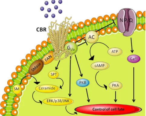 Figure 8 – Cannabinoid signalling pathways after activation of the cannabinoid receptors coupled to G  protein