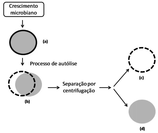 FIGURA  3.2  -  Processos  realizados  na  biomassa de  levedura  (a)  para  a  obtenção  dos produtos: levedura autolisada (b), parede celular (c) e material intracelular para  a produção dos extratos (d)