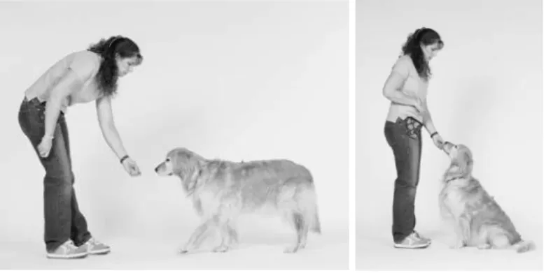 Figura n.º 4 – Shaping – Click &amp; Easy – Clicker Training for Dogs, Adaptado de Babineau,  2006.