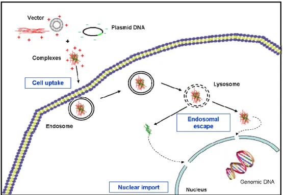 Figure 9: Biological barriers to gene delivery. 