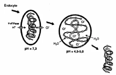 Figure 11: The proton sponge effect (adapted from [111]). 