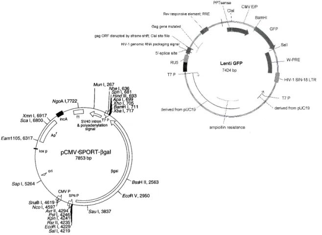 Figure 12: Schematic drawing of the pCMV-SPORT-βgal and pCMV-GFP constructs with the respective  restriction sites