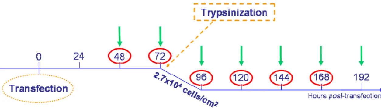 Figure 14: Experimental design to evaluate long term gene expression after re-seeding cells at 2.7x10 4  viable  cells/cm 2  (green arrows represent time points for transfection activity assessment and red circles indicate cell  viability evaluation).