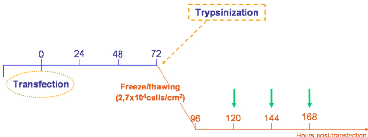 Figure 15: Experimental design for evaluation of transfection activity after freeze/thaw process (green arrows  indicate time points for transfection activity evaluation)