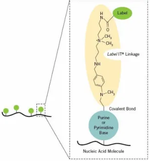 Figure 18: Schematic drawing representing the covalent bonding between DNA and Label IT ®  reagent  (available at [146])