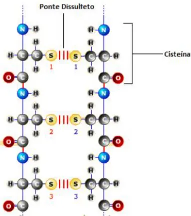 FIGURA 1.3  –  Formação da ponte de enxofre entre dois aminoácidos de cisteína  FRANÇA (2014)