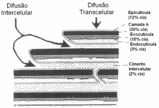 FIGURA  1.6  -  Possíveis  rotas  de  difusão  de  cosmético  através  da  fibra  capilar,  COLENCI (2007).