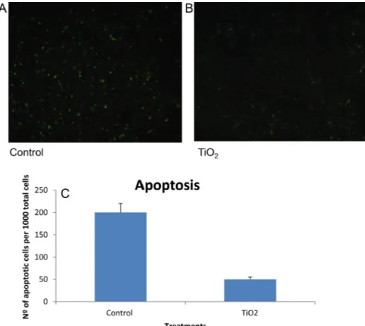 Fig. 3. Apoptosis of TiO 2 nanoparticles-treated cells analysed by TUNEL. The experiments were done in triplicate (A) microphotographs of apoptotic cells of controls and (B) TiO 2 nanoparticles-treated cells