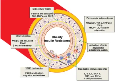 Figure 1. “Proposed mechanisms of vascular stiffness in obesity, insulin resistance, and  type  2  diabetes”