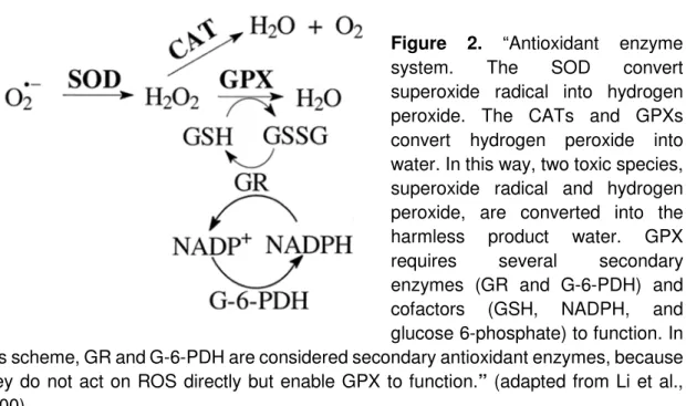 Figure  2.  “Antioxidant  enzyme  system.  The  SOD  convert  superoxide  radical  into  hydrogen  peroxide