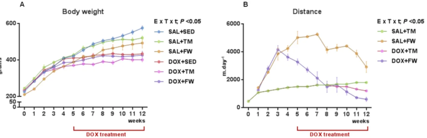 Figure  3.  Effect  of  exercise  and  DOX  treatment  on  (A)  body  mass  over  time  and  (B)  distance  covered  per  day  by  TM  and  FW  groups  during  the  12  wks  of  protocol