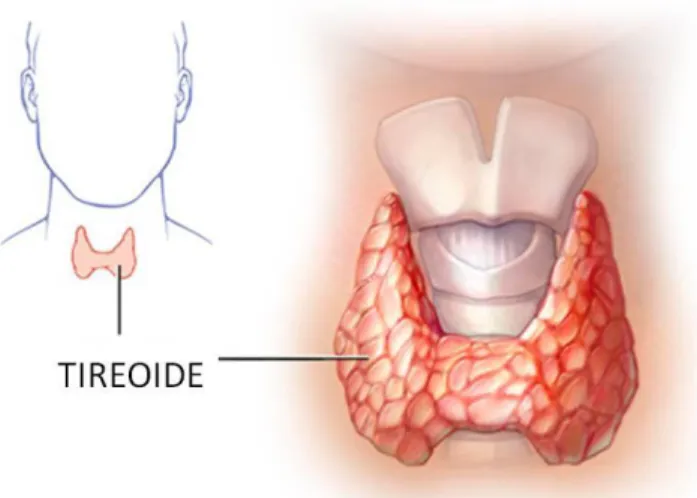 Figura  1-    Representação  anatômica  da  glândula  tireoide.  Fonte:  modificado  de  Mayo  Foundation  for  Medical  education and research, 2016