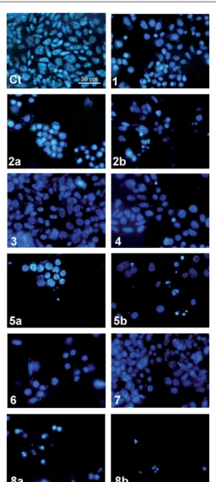 Fig. 10 Hoechst 33342 staining of A375 cells after 48 hours exposure to compounds 1 8 (10 m M or 10 m M (a) and 50 m M (b)): (Ct) control (untreated cells).