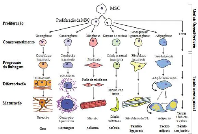 Figura 2. Multipotencialidade de células estromais mesenquimais. 