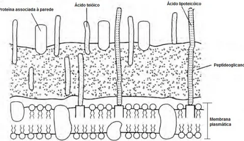 Figura  2  –   Parede  celular  de  bactérias  Gram-positivas  (Fonte:  MOREIRA;  SIQUEIRA,  2006,  p.37)