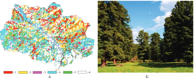 Fig. 1.  Location of cedar forests in the Tomsk region according to OGU «Oblkompriroda» (А): 1 – cedar forest, 2 – pine forest, 3 – mixed dark coniferous forest, 4 – mixed forest with predominance of smallleaved species, 5 – smallleaved forest, 6 – nonfore