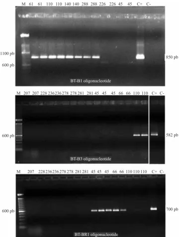 Figure 3.  Flowchart showing the decision steps to use the  sequence‑characterized amplified region (Scar) markers in  the routine identification of the B, Q, and Brazilian (BR)  biotypes of the whitefly  Bemisia tabaci .