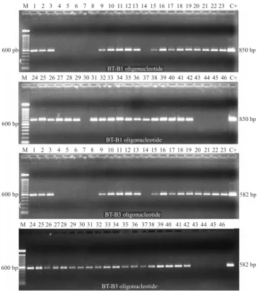 Figure 5.  RAPD reaction using the OPA‑13 primer of the  samples  used  in  the  flowchart.  1–5,  cauliflower  ( Brassica  oleracea   var.  botrytis);  6–10,  guava  ( Psidium guajava ); 