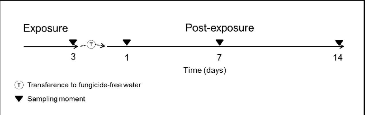 Figure  3  -    Schematic  representation  of  the  experimental  design,  elucidating  the  sampling  moments  at  3  days  (Exposure  period)  and  the  subsequent  transference  to  fungicide-free  water  followed  by  sampling  moments at 1, 7 and 14 d