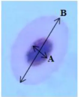 Figure 4 - Schematic representation of the axes used for EMI calculation: A - minor axis of the nucleus; B -  major cell axis