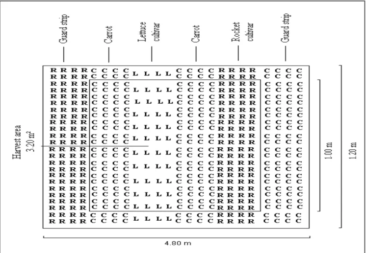 Figure 1. Graphic representation of the experimental plot of an intercropping system of rocket, carrot and lettuce in strips (representação  gráfica da parcela experimental de um sistema consorciado de rúcula, cenoura e alface em faixas).