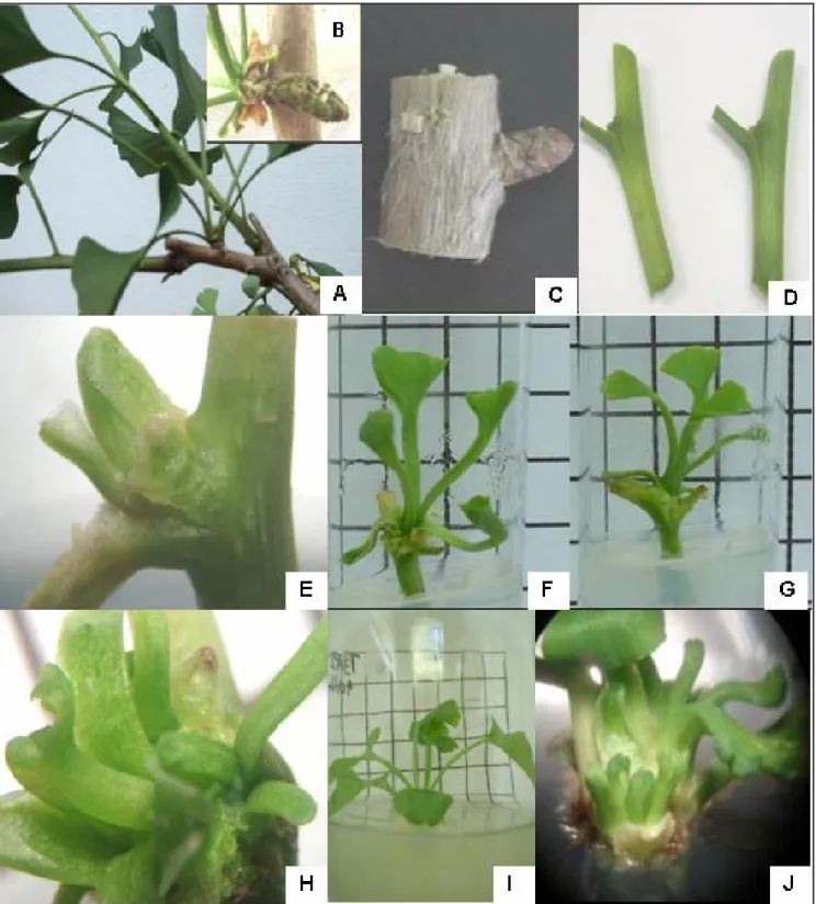 Figure 1. Adult plants of Ginkgo biloba grown in the greenhouse and in vitro. (A) Ginkgo plants donor of explants showing short and long  shoots, formed during the growth season; (B) Microsporangiate strobili; (C) Nodal segments of woody branches; (D) Noda
