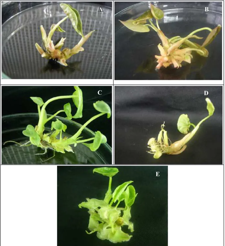 Figure 2.  In vitro shoots of A. amazonica (A), A. cuprea (B), A. robusta (C), A. longiloba (D) and A
