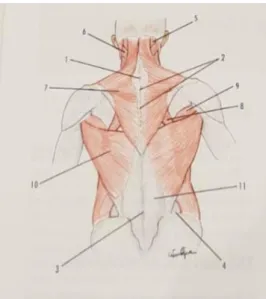 Figura 3. Referências ósseas e musculares do dorso  (Pina, 2014, p.362) 