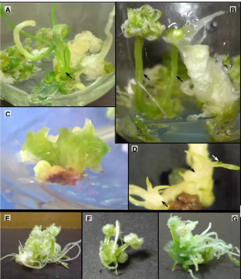 Figure 3. Photos of in vitro shoot development of garlic varieties through indirect  organogenesis