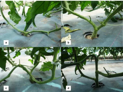 Table 1. Mean cluster sets (n o /stem and n o /plant), total number of fruits (n o /m 2 ) and total  crop yield (kg/m 2 ), for grafted tomato plants with 2 stems developed from the cotyledonary  nodes (P2c) and with 2, 3 and 4 stems developed from the plan