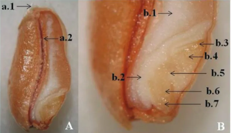 Figure 2 shows the details of the external and internal  morphology of the wheat seed, indicating the vital areas  (coleoptile, plumule, mesocotyl, radical, coleorhizae and the  central region of the scutellum)